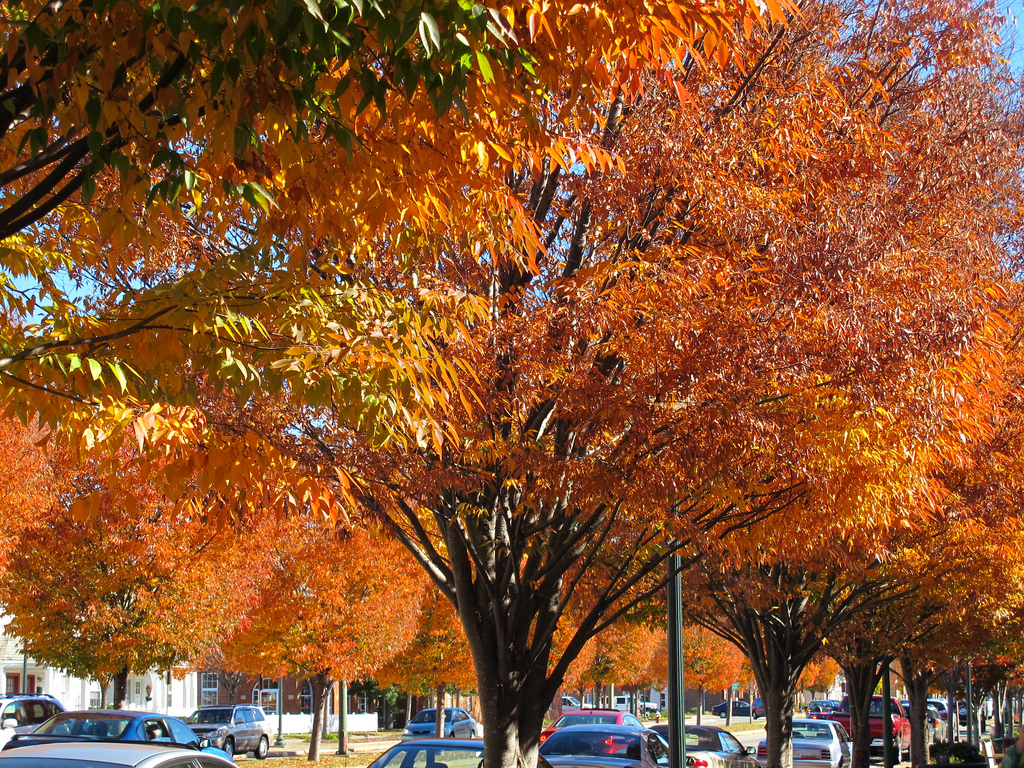 12 Reasons to "Fall" for Newport News Autumn Festivals & Events